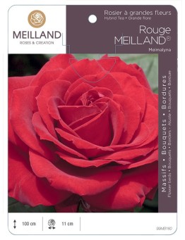 Rosier à grandes fleurs ROUGE MEILLAND ® Meimalyna