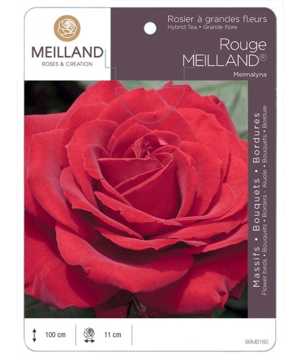 Rosier à grandes fleurs ROUGE MEILLAND ® Meimalyna