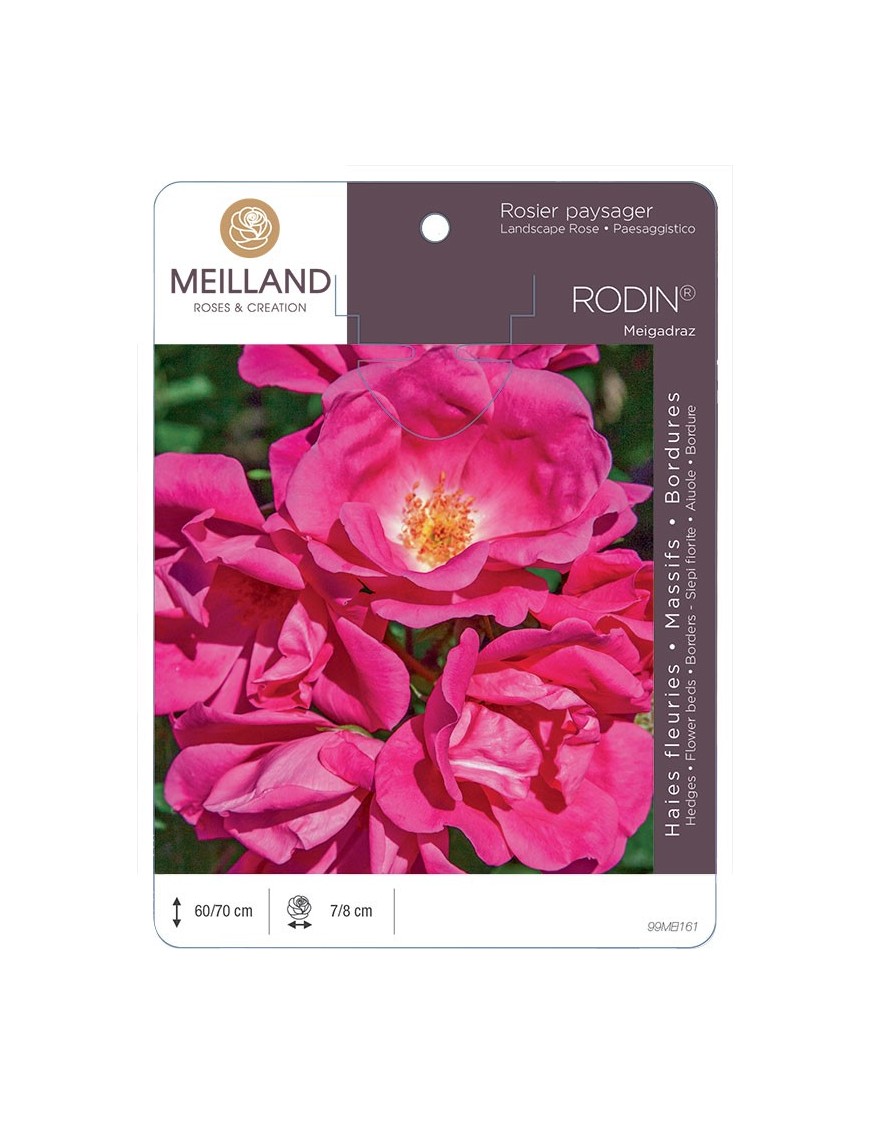 Rosier paysager RODIN ® Meigadraz