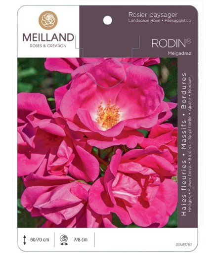 Rosier paysager RODIN ® Meigadraz