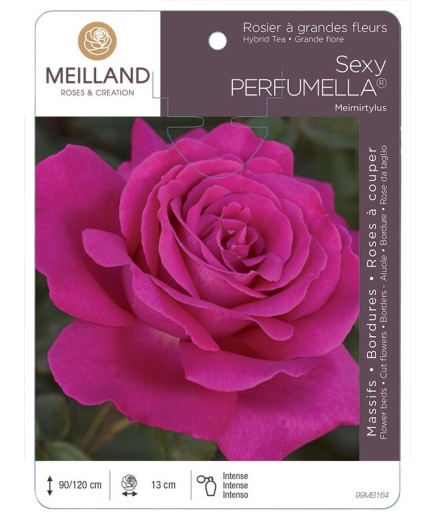 Rosier à grandes fleurs SEXY PERFUMELLA ® Meimirtylus