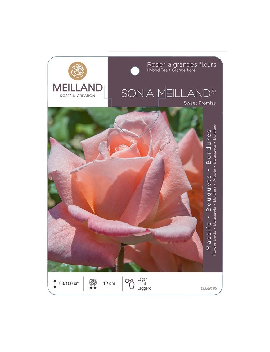 Rosier à grandes fleurs SONIA MEILLAND ® Sweet Promise *