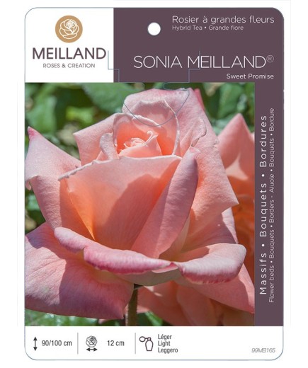 Rosier à grandes fleurs SONIA MEILLAND ® Sweet Promise *