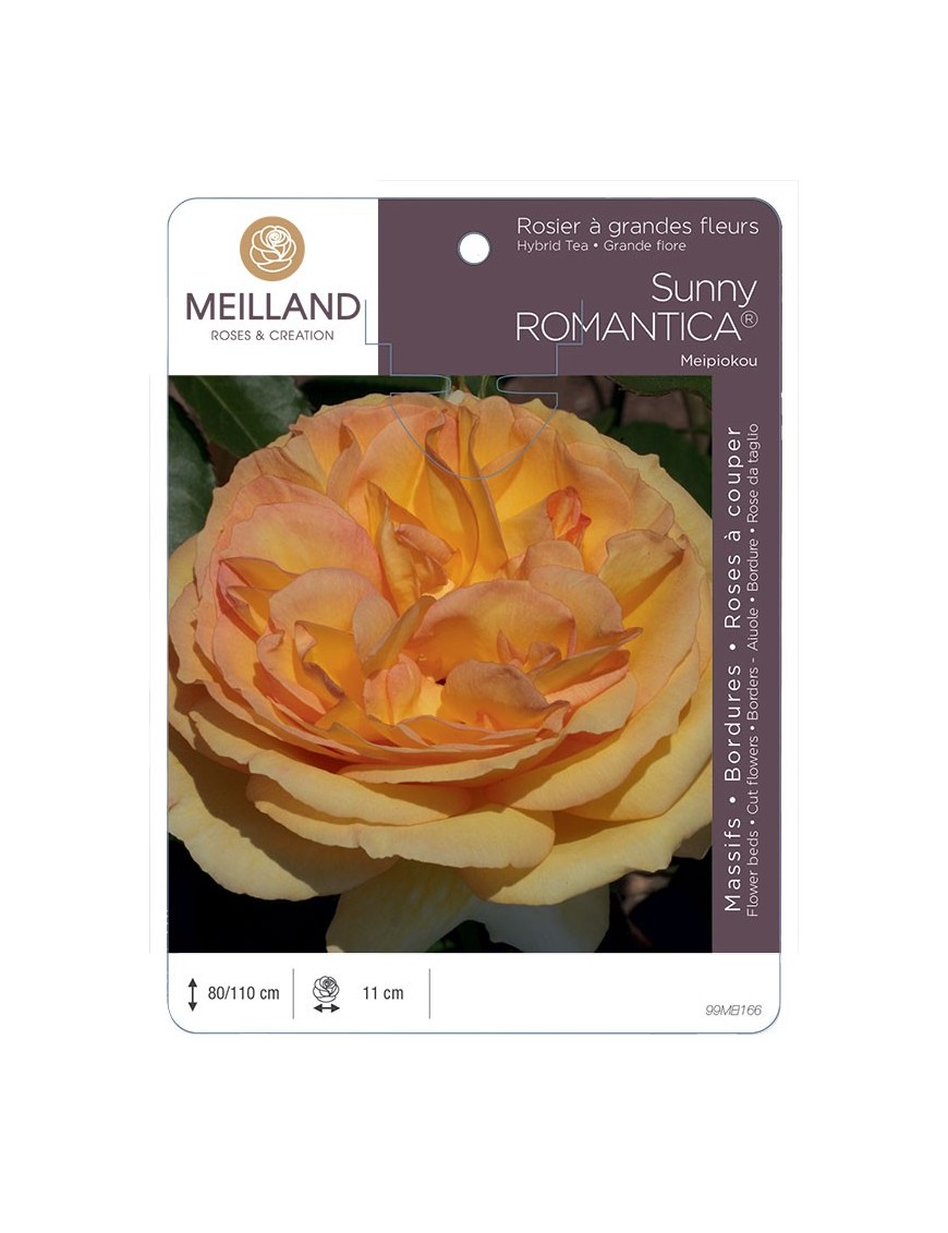 Rosier à grandes fleurs SUNNY ROMANTICA ® Meipiokou