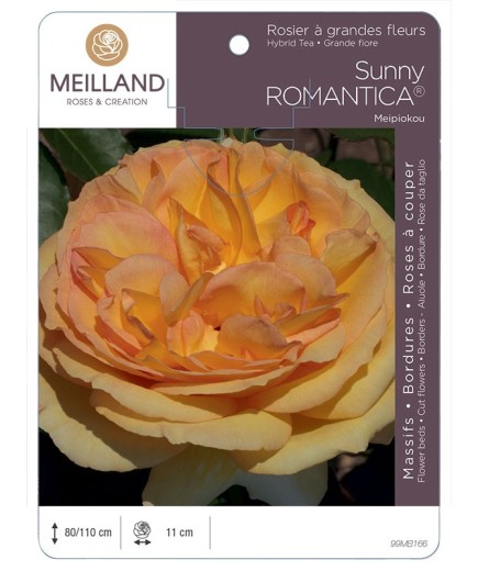 Rosier à grandes fleurs SUNNY ROMANTICA ® Meipiokou