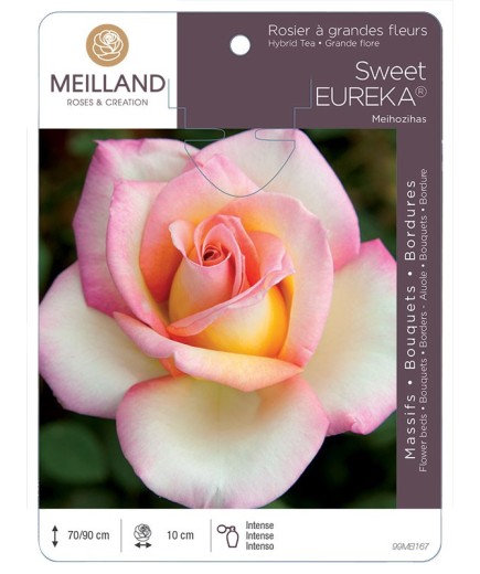 Rosier à grandes fleurs SWEET EUREKA ® Meihozihas
