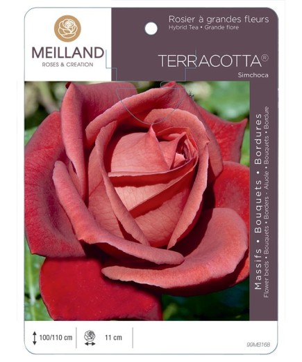 Rosier à grandes fleurs TERRACOTTA ® Simchoca