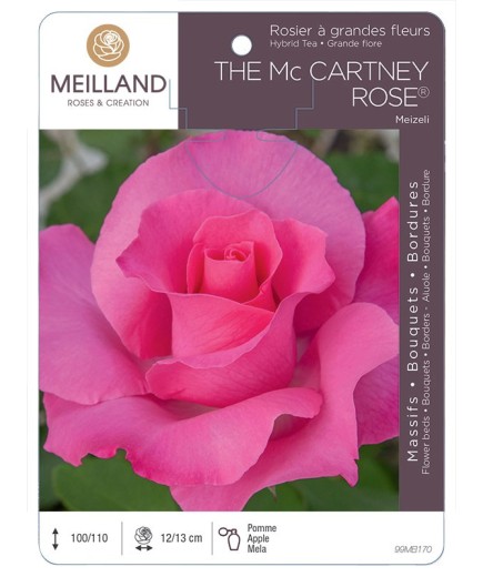 Rosier à grandes fleurs THE MC CARTNEY ROSE ® Meizeli