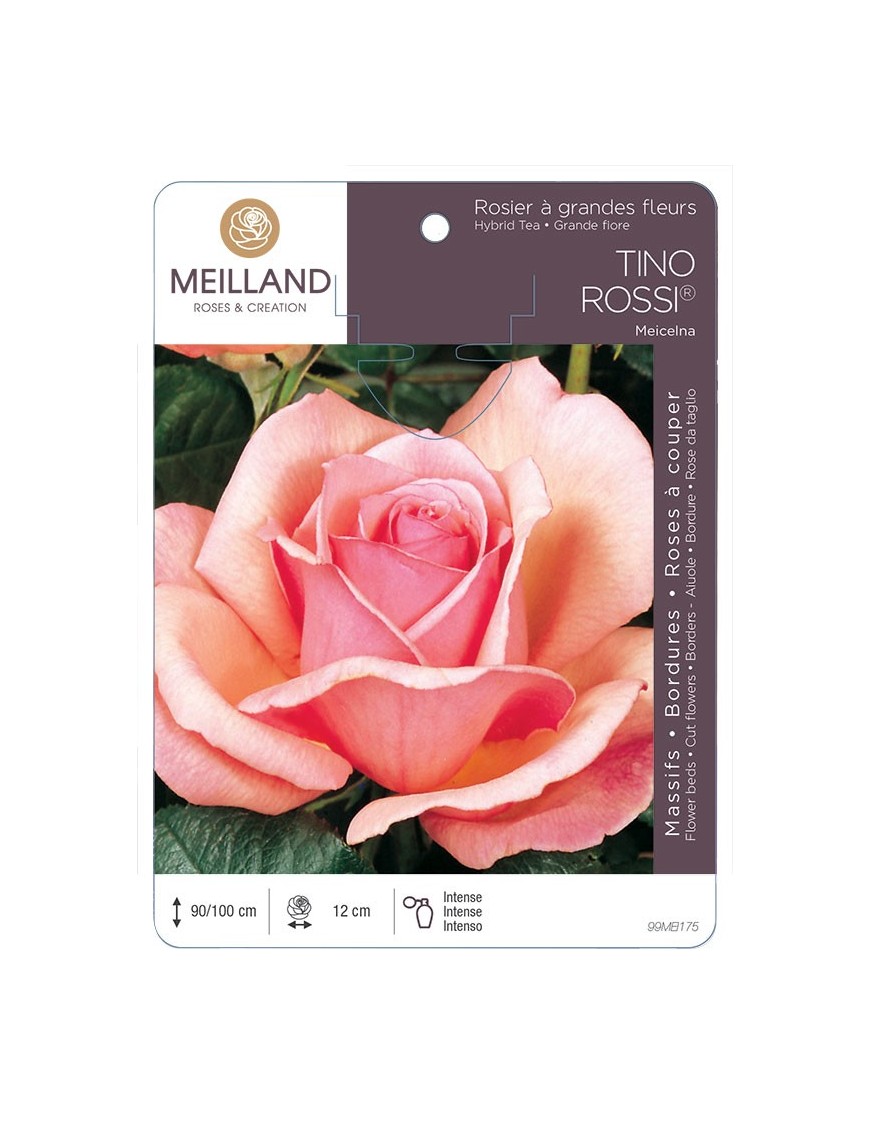 Rosier à grandes fleurs TINO ROSSI ® Meicelna *