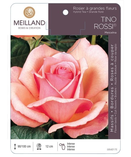 Rosier à grandes fleurs TINO ROSSI ® Meicelna *