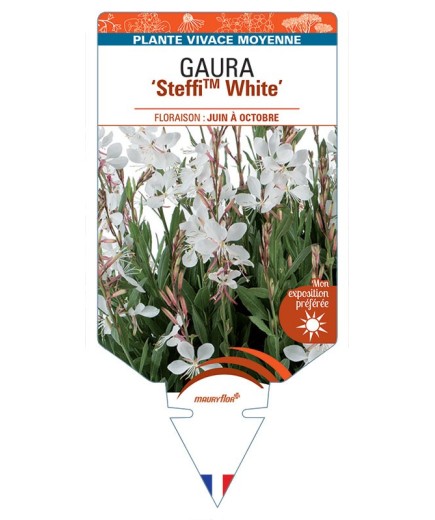 GAURA (lindheimeri) SteffiTM White