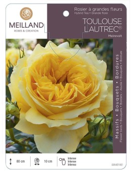 Rosier à grandes fleurs TOULOUSE LAUTREC ® Meirevolt