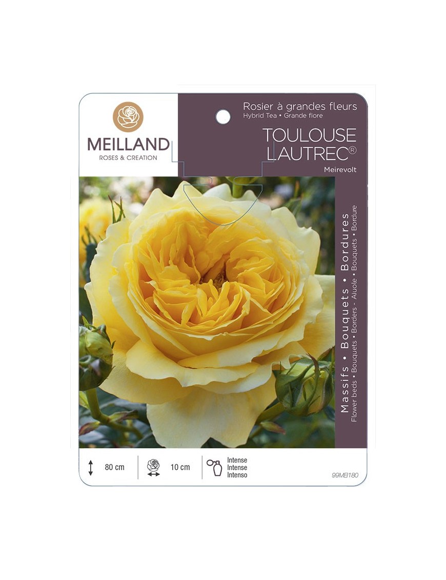 Rosier à grandes fleurs TOULOUSE LAUTREC ® Meirevolt