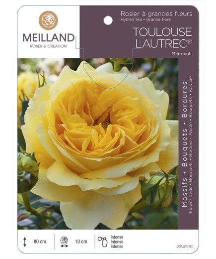 Rosier à grandes fleurs TOULOUSE LAUTREC ® Meirevolt