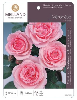 Rosier à grandes fleurs VERONESE ® Richanize *