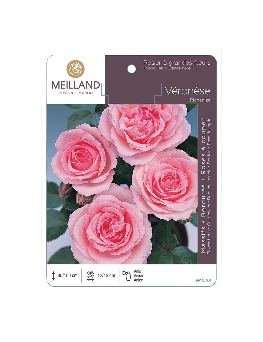 Rosier à grandes fleurs VERONESE ® Richanize *