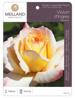 Rosier à grandes fleurs VIOLON D'INGRES ® Meibosnio