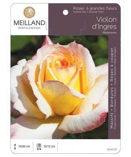Rosier à grandes fleurs VIOLON D'INGRES ® Meibosnio