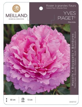 Rosier à grandes fleurs YVES PIAGET ® Meivildo
