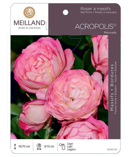 Rosier à massifs ACROPOLIS ® Meicrado