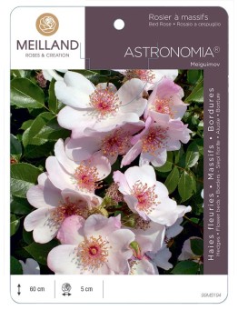 Rosier à massifs ASTRONOMIA ® Meiguimov