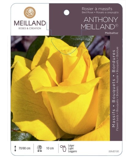 Rosier à massifs ANTHONY MEILLAND ® Meibaltaz