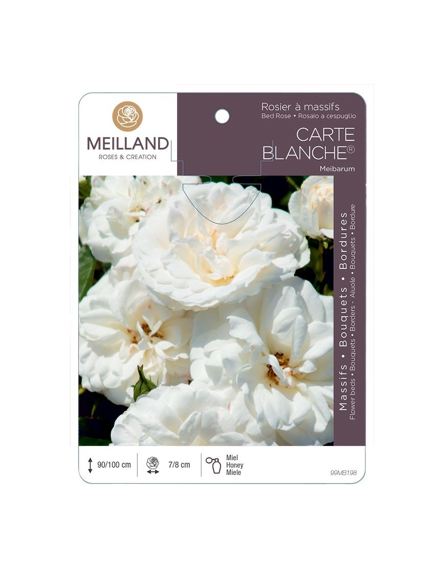 Rosier à massifs CARTE BLANCHE ® Meibarum