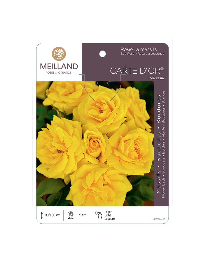 Rosier à massifs CARTE D'OR ® Meidresia