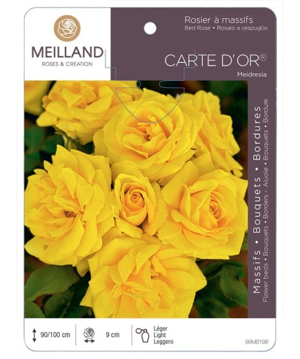 Rosier à massifs CARTE D'OR ® Meidresia