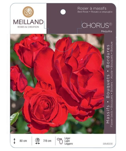 Rosier à massifs CHORUS ® Meijulita