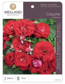 Rosier à massifs COLUCHE ® Meitrainaz