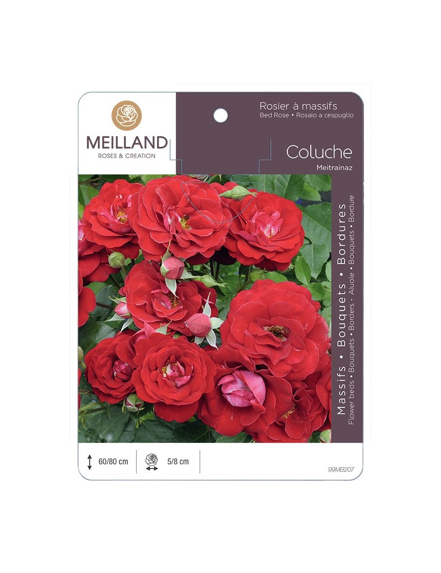 Rosier à massifs COLUCHE ® Meitrainaz