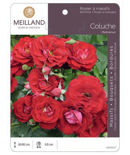 Rosier à massifs COLUCHE ® Meitrainaz