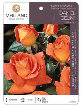 Rosier à massifs DANIEL GÉLIN ® Harquince