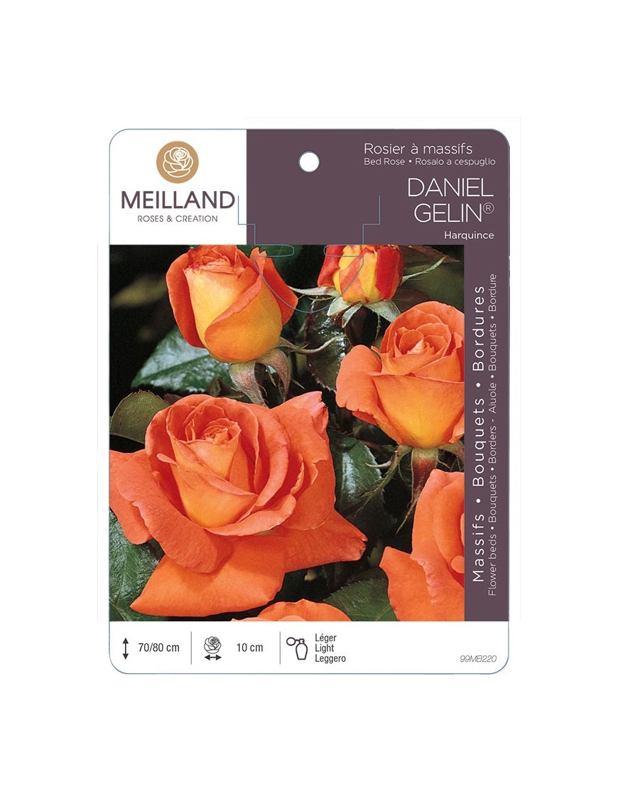 Rosier à massifs DANIEL GÉLIN ® Harquince