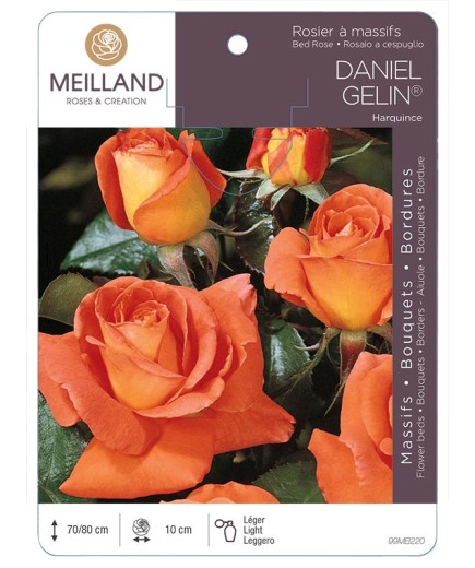 Rosier à massifs DANIEL GÉLIN ® Harquince