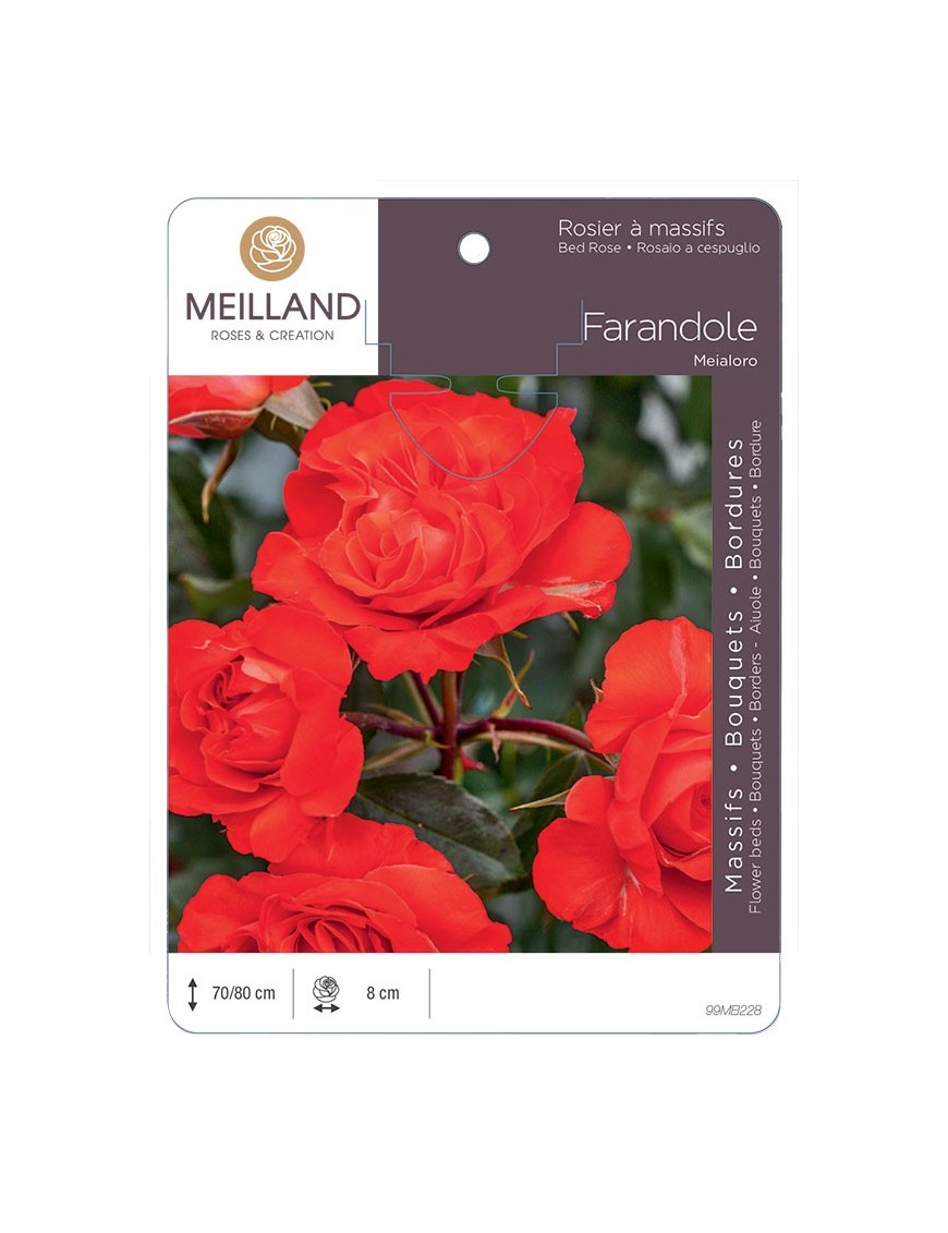 Rosier à massifs FARANDOLE ® Meialoro