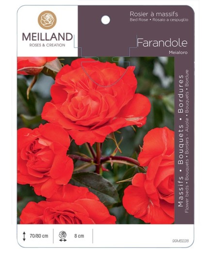 Rosier à massifs FARANDOLE ® Meialoro