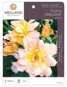 Rosier à massifs FLAME ORIGAMI ® Meitincel