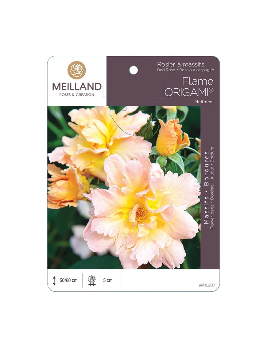 Rosier à massifs FLAME ORIGAMI ® Meitincel