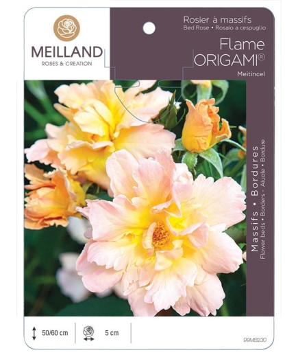 Rosier à massifs FLAME ORIGAMI ® Meitincel