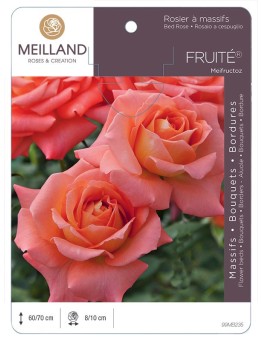 Rosier à massifs FRUITÉ ® Meifructoz