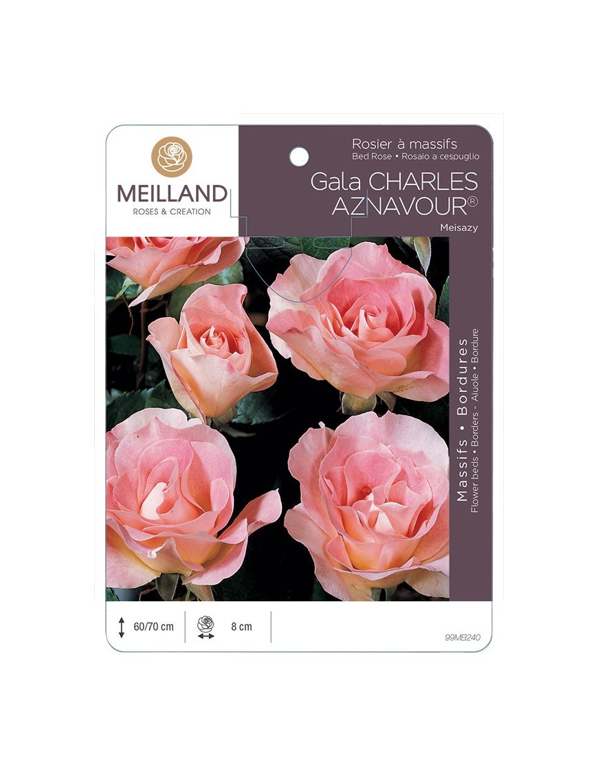 Rosier à massifs Gala CHARLES AZNAVOUR ® Meisazy