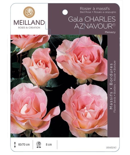 Rosier à massifs Gala CHARLES AZNAVOUR ® Meisazy