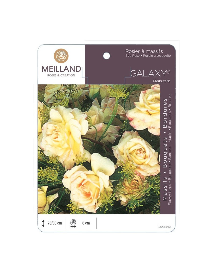 Rosier à massifs GALAXY® Meihuterb