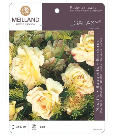 Rosier à massifs GALAXY® Meihuterb