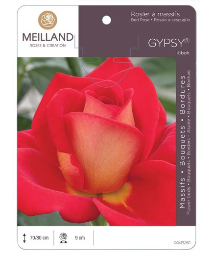 Rosier à massifs GYPSY ® Kiboh