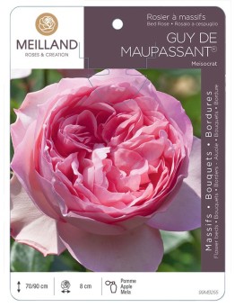 Rosier à massifs GUY DE MAUPASSANT ® Meisocrat