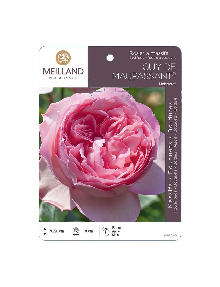 Rosier à massifs GUY DE MAUPASSANT ® Meisocrat