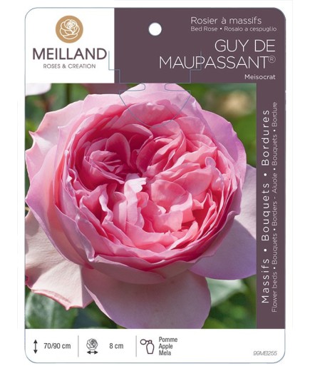 Rosier à massifs GUY DE MAUPASSANT ® Meisocrat